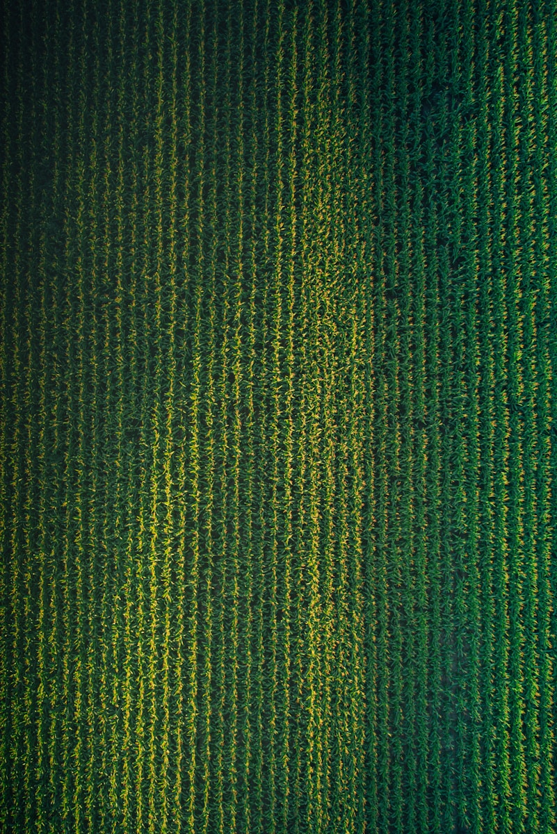 green and black striped textile