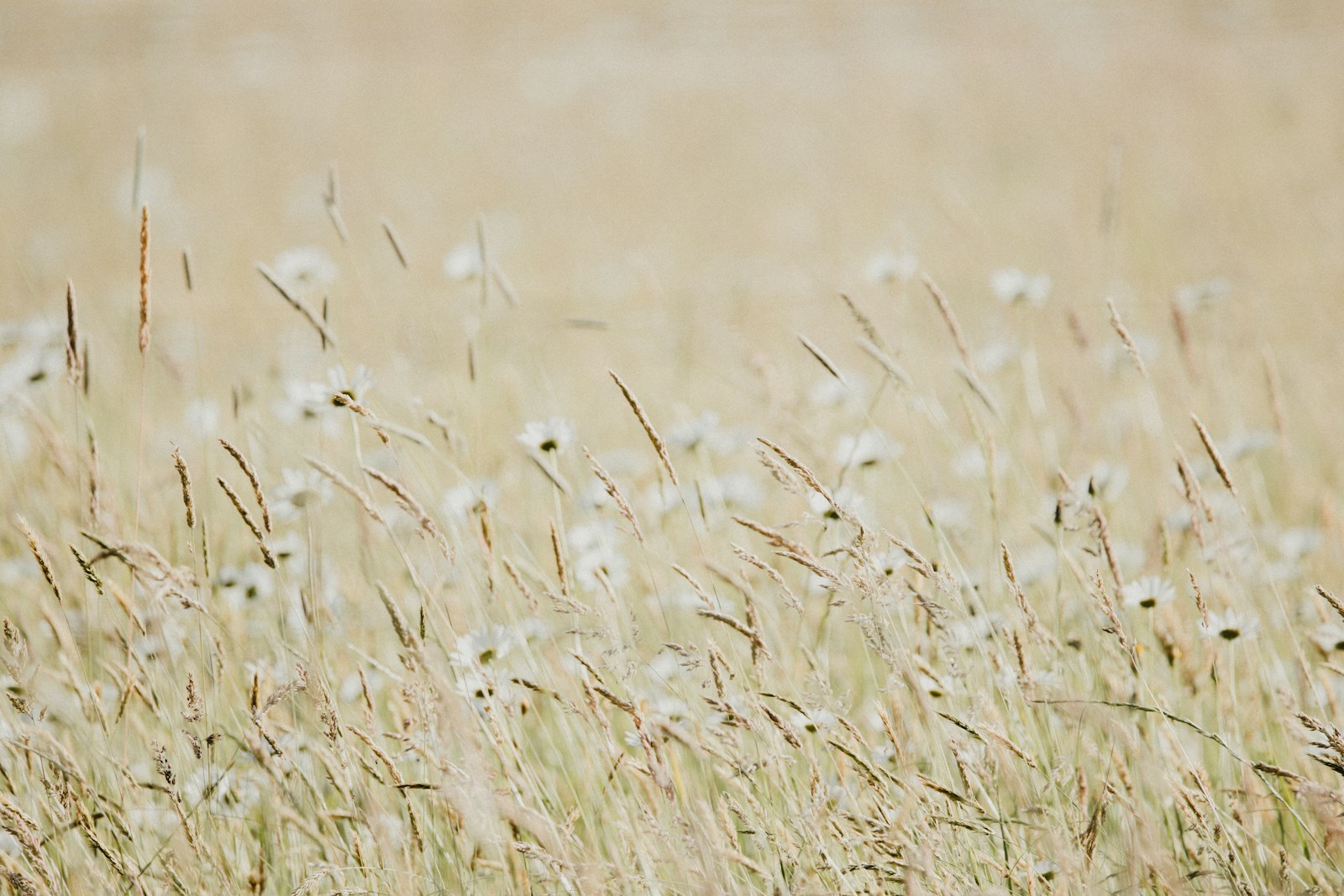 A field of tall grass with white flowers